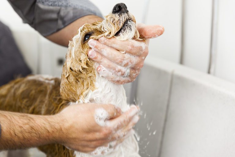 Hund baden – Wie oft ist es nötig?