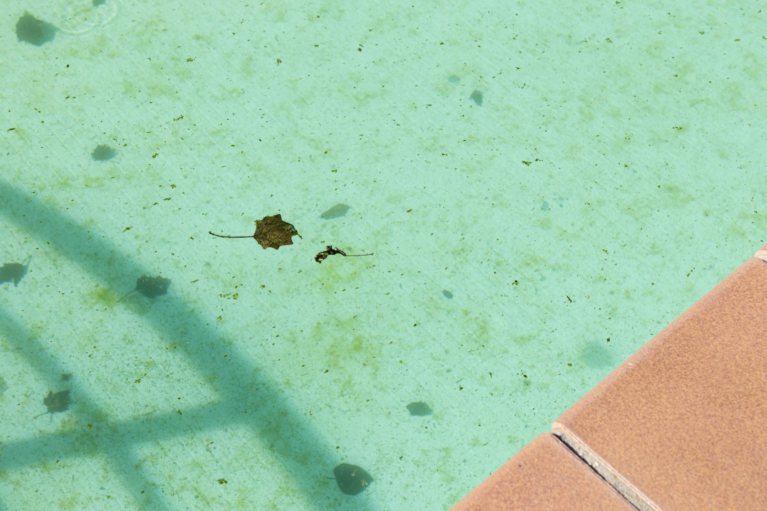 Zu viel Chlor im Pool Diese Symptome treten auf Badefroh.de