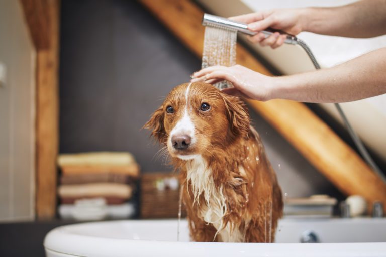 Hund duschen – Darauf musst Du achten